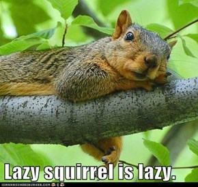 Lazy squirrel is lazy.