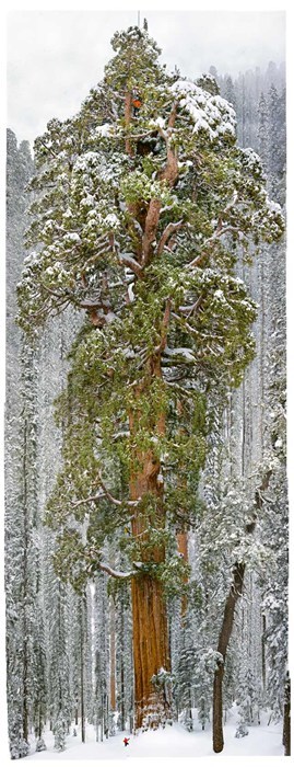 The President, One of the World's Largest Trees