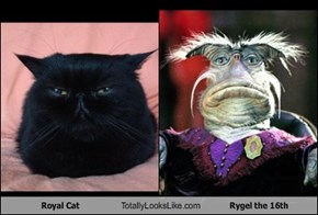 Royal Cat Totally Looks Like Rygel the 16th