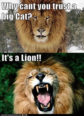 Why cant you trust a big Cat? It's a Lion!!