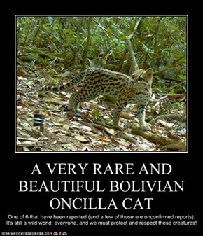 A VERY RARE AND BEAUTIFUL BOLIVIAN ONCILLA CAT