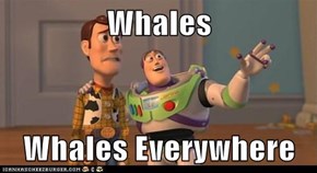 Whales  Whales Everywhere