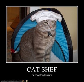 CAT SHEF