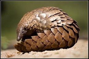 Squee Spree: Scaly Anteater 