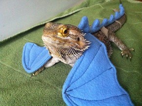 Check it Out Guys! I'm a Dragon!