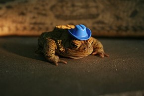 Cowboy Toad 