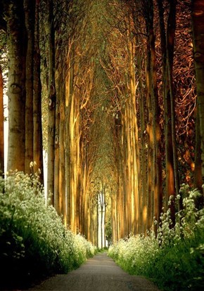 A Tree Tunnel In Belgium