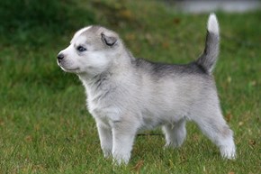 Cyoot Puppy ob teh Day: Siberian Puppy 