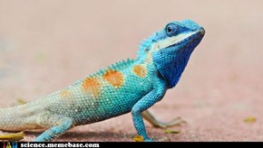 Blue iguana crawls away from extinction