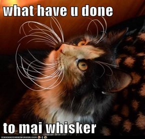 what have u done  to mai whisker