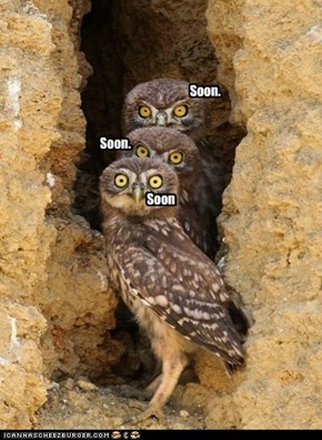 Owl see you soon