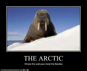 THE ARCTIC