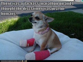 There was a 'Jackass' marathon on and I thought the disclaimer was just for humans...