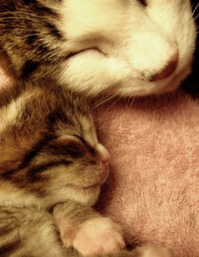 Cyoot Kitteh of teh Day: Dreams With Mama