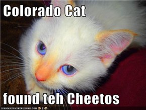 Colorado Cat  found teh Cheetos