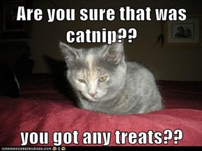 Are you sure that was catnip??  you got any treats??