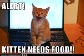 ALERT!  KITTEN NEEDS FOOD!!