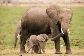 Holding Trunks 