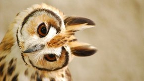 Long Eared Owlie