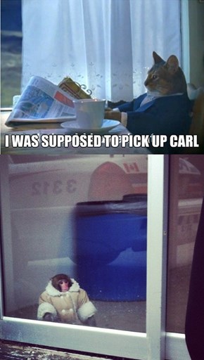 The Ikea Monkey Needs Better Friends