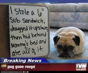 Breaking News - pug gone rouge
