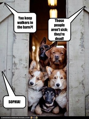Not available on Doggie Dish