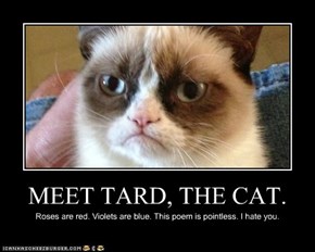 MEET TARD, THE CAT.