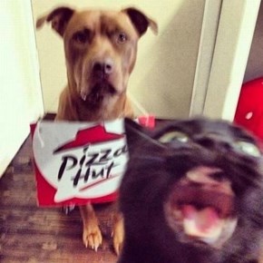 Goggies R Owr Friends: Pizza Party!
