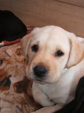 Cyoot Puppy ob teh Day: Lil Labrador 