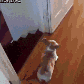 Corgi Does a Barrel Roll