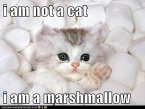 i am not a cat   i am a marshmallow