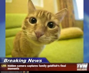 Breaking News - hidden camera captures family goldfish's final moments