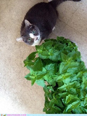 All this catnip for me?!?