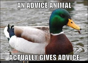 AN ADVICE ANIMAL  ACTUALLY GIVES ADVICE