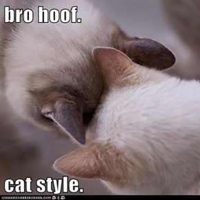 bro hoof.  cat style.