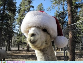 Santa Paca