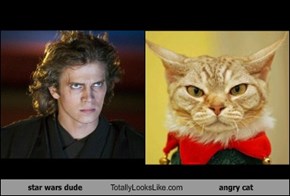 star wars dude Totally Looks Like angry cat