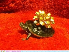 Ninja, The Christmas Turtle