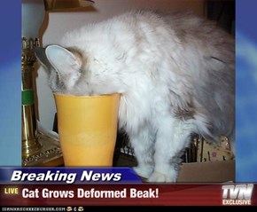 Breaking News - Cat Grows Deformed Beak!
