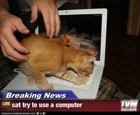 Breaking News - cat try to use a computer