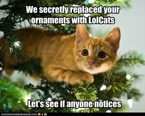 Ornaments?  In a house with cats?