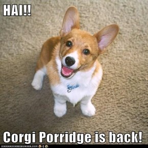 HAI!!  Corgi Porridge is back!