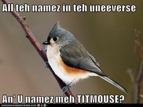 All teh namez in teh uneeverse  An' U namez meh TITMOUSE?