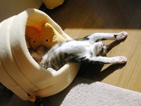 Cyoot Kitteh of teh Day: Praise Be to the Sunbeam