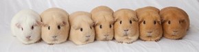 The Tan Spectrum of Guinea Pigs 