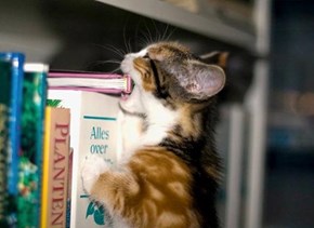 Cyoot Kitteh of teh Day: READING?  Oh, I Thought You Said "EATING"!