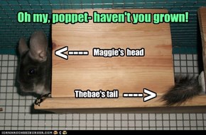 Maggie's  head