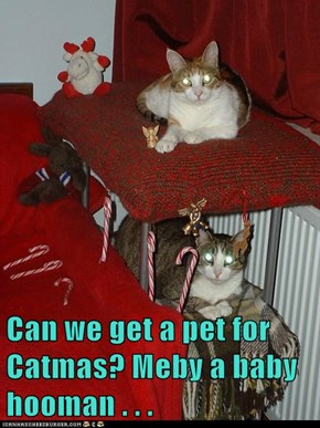 Can we get a pet for Catmas? Meby a baby hooman . . .