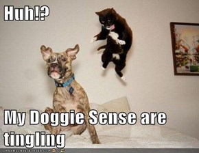 Huh!?  My Doggie Sense are tingling