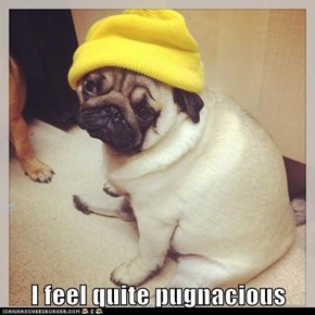 I feel quite pugnacious